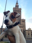 trasti (2)
